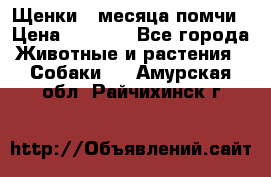 Щенки 4 месяца-помчи › Цена ­ 5 000 - Все города Животные и растения » Собаки   . Амурская обл.,Райчихинск г.